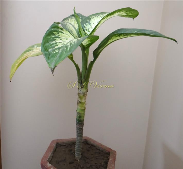  Plant